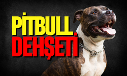 Almanya'da pitbull dehşeti