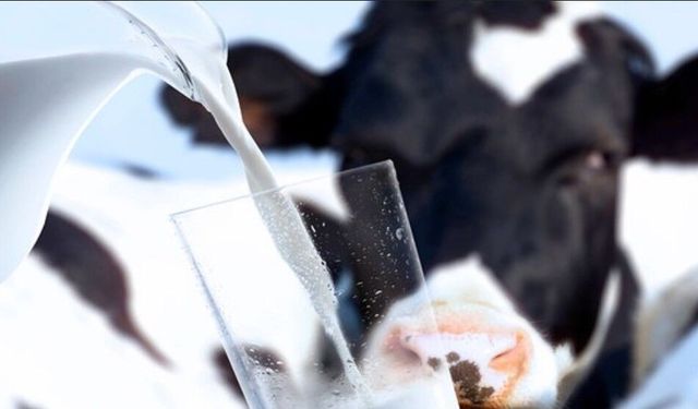 İlk kez bir inekte kuş gribi vakası görüldü