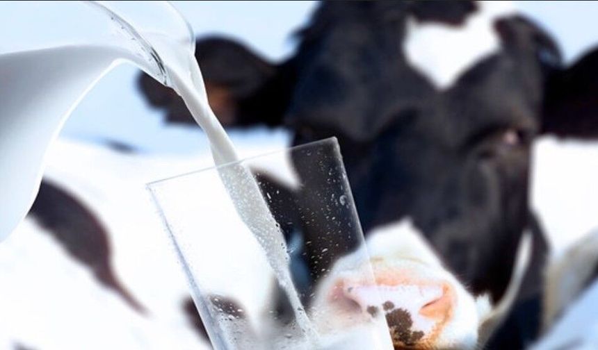 İlk kez bir inekte kuş gribi vakası görüldü