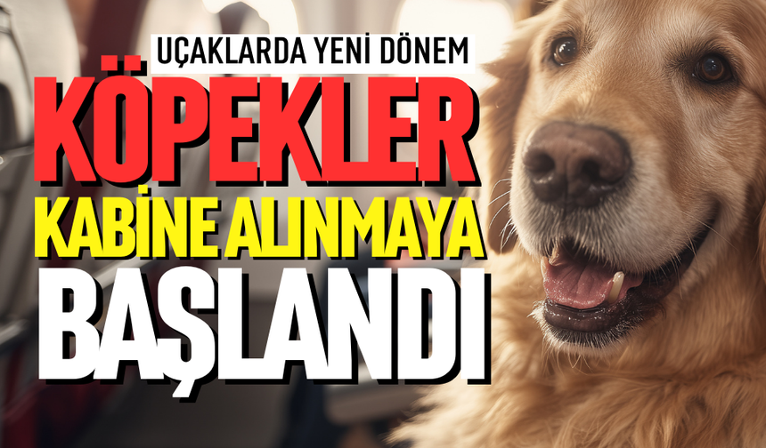 Köpekler kabine alınmaya başladı