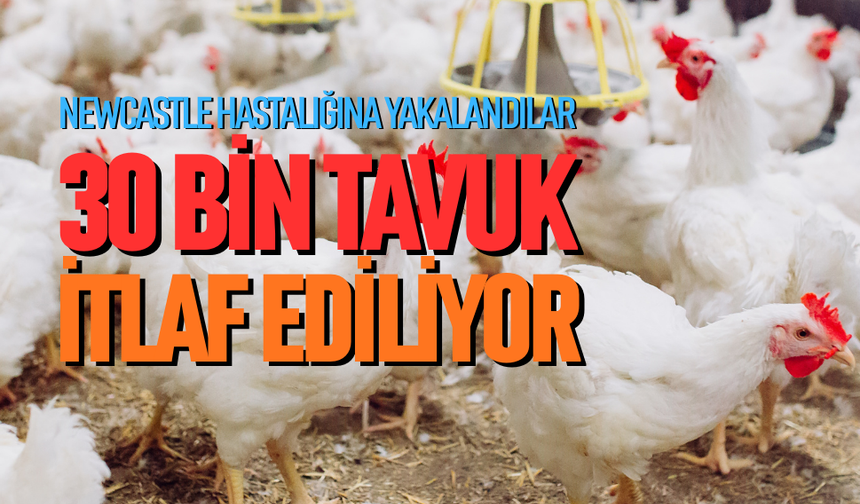 30 bin tavuk için itlaf kararı
