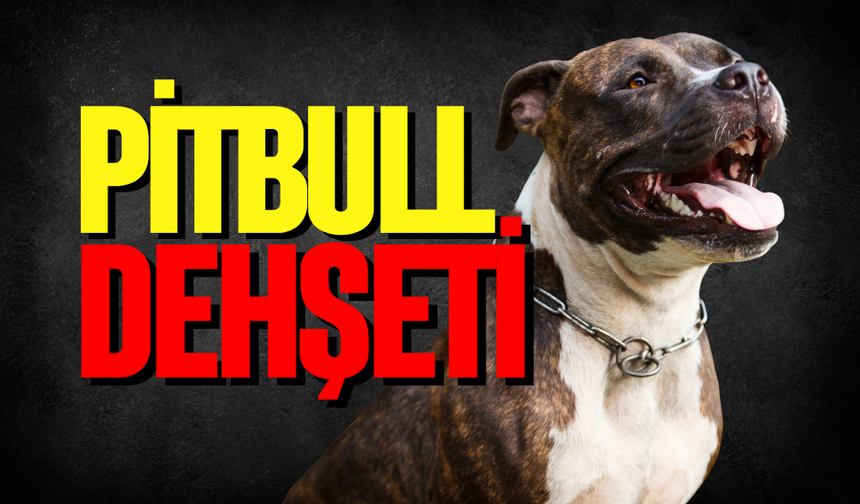 Almanya'da pitbull dehşeti
