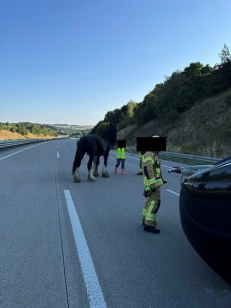 Pferd2